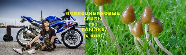 трава Белокуриха